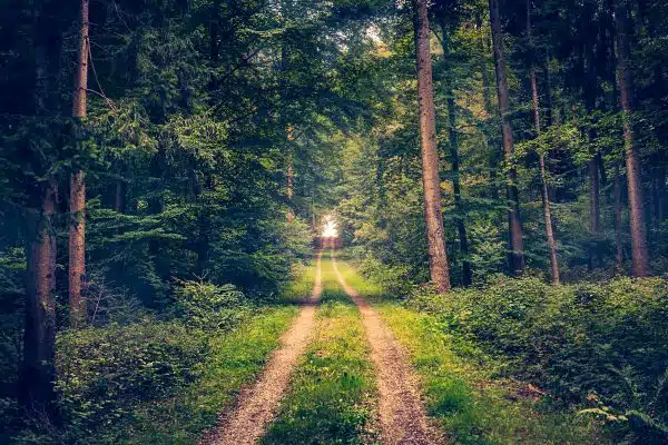 dirt path leading through the woods with bright light at end.