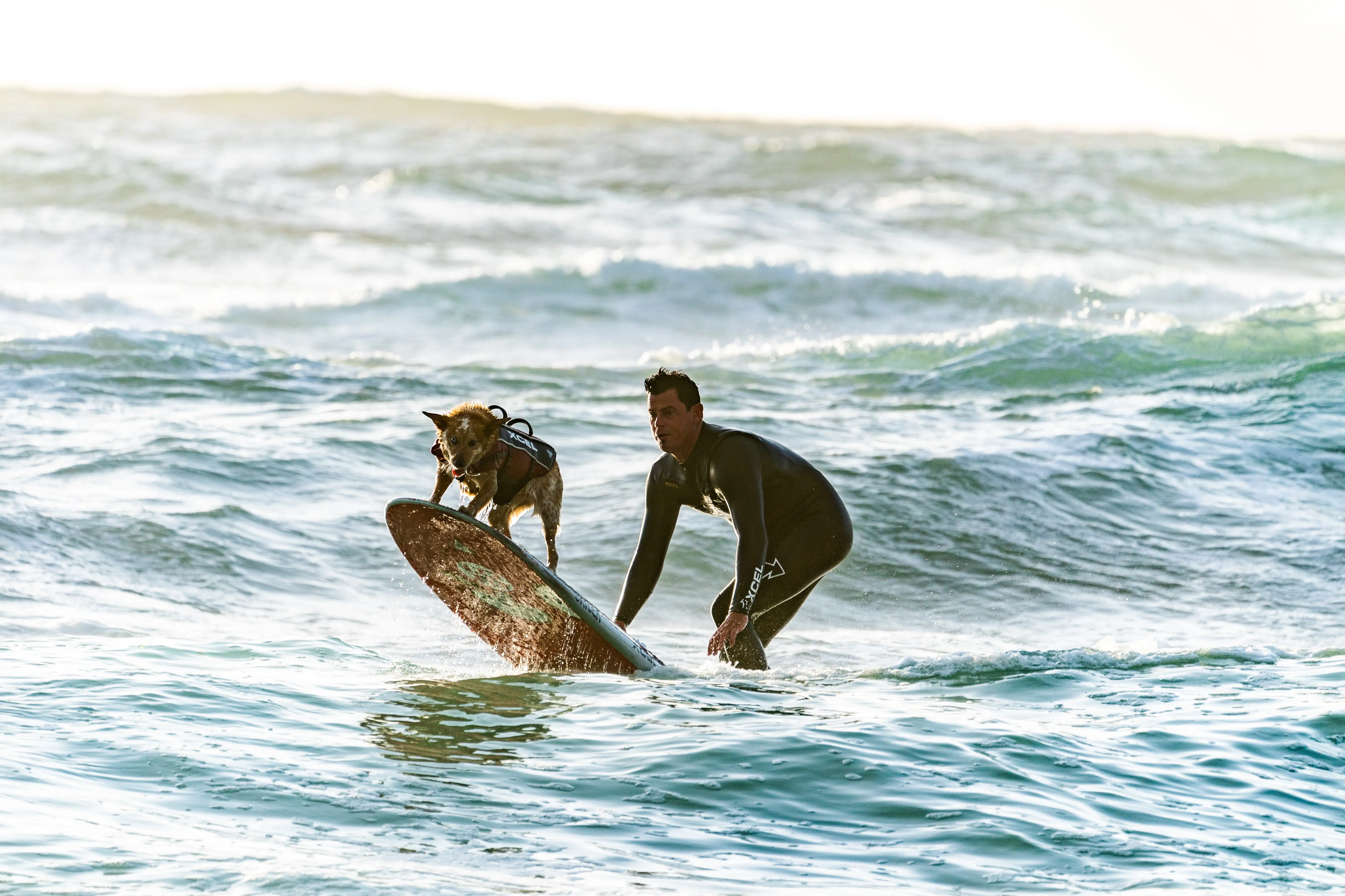 man surfing with dog.