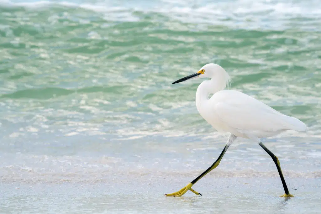 ibis walking along shoreline.