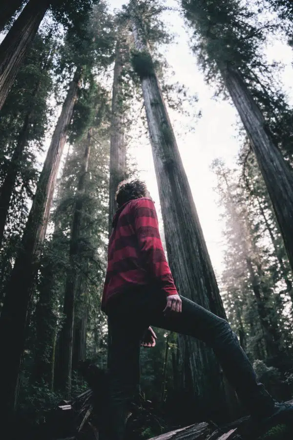 bottom up view of person looking up towards sky in the middle of a forest surrounded by trees.