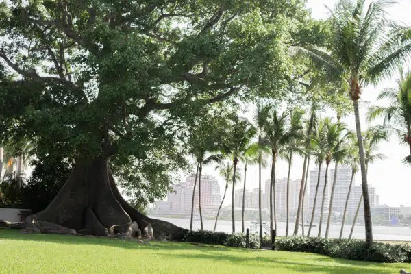 large tree on left and row of palm trees on right with cityscape in background.