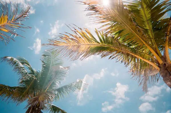 sunny sky with palm trees.