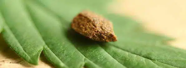 Hashish - Forms Of Marijuana Hashish - Forms Of Marijuana