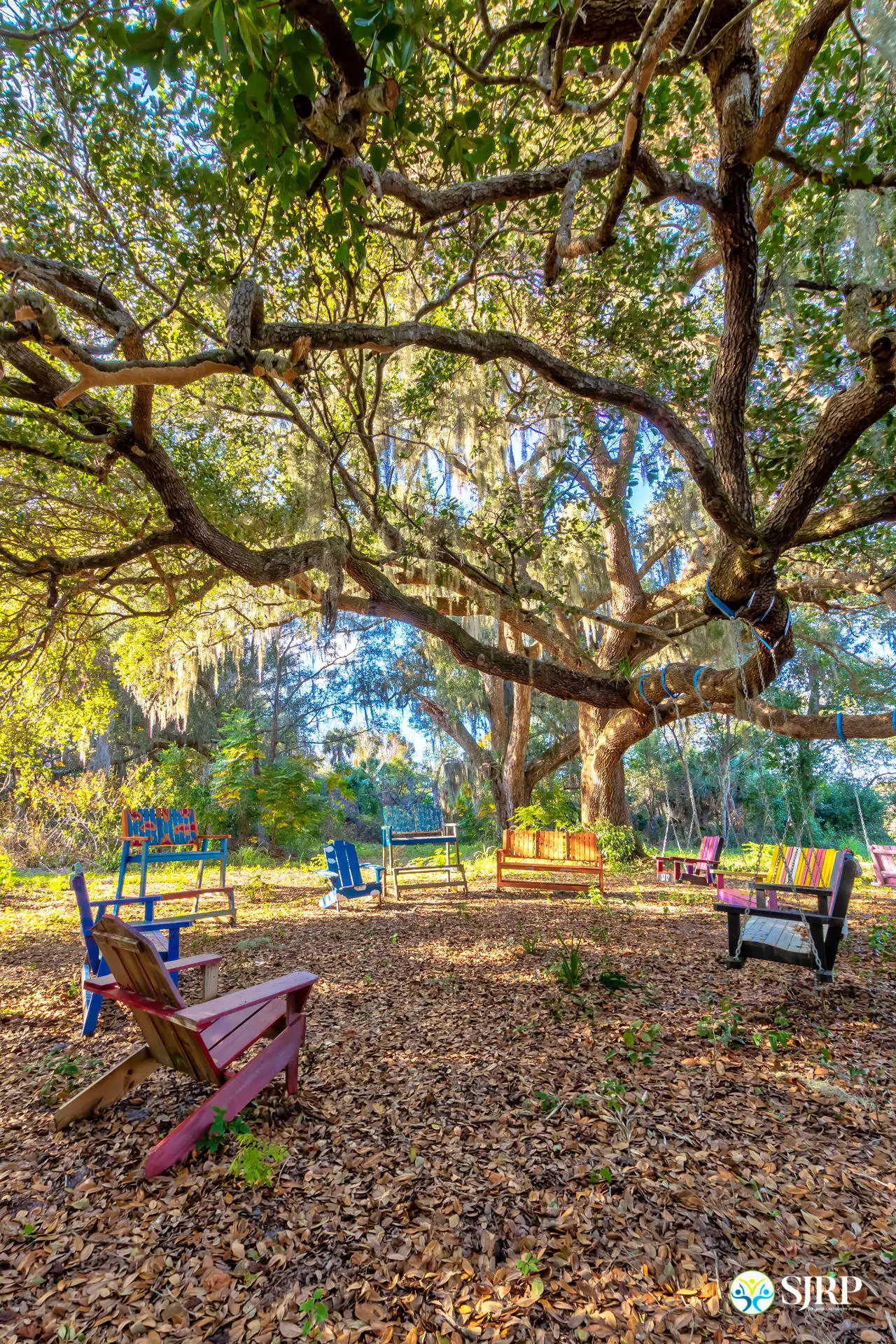 Sprawling oak tree with colorful Adirondack chairs and tree swings arranged in a circle under the tree.