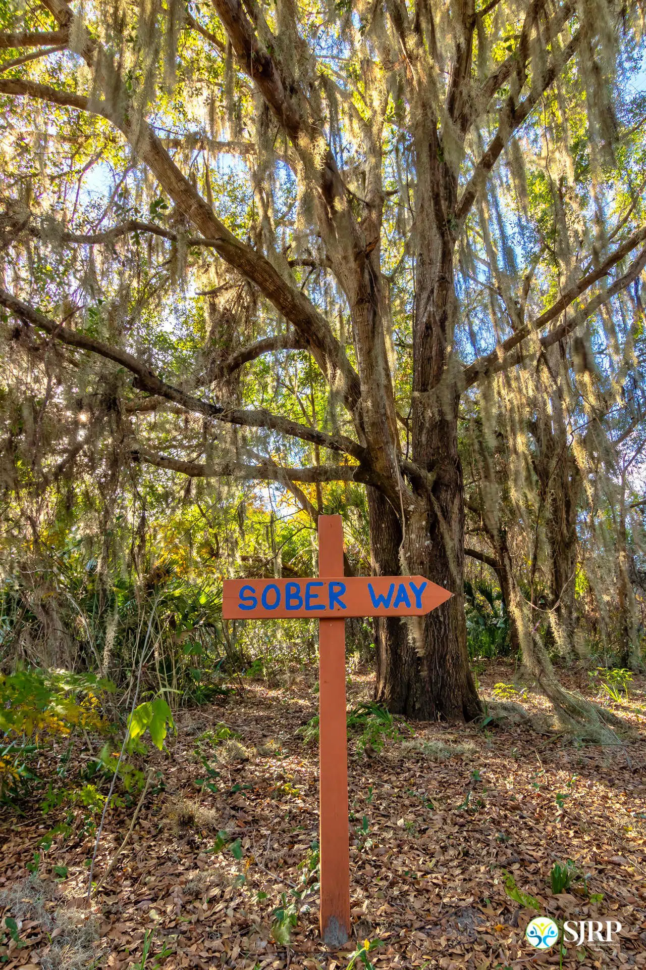 Wooded area with large mossy tree and an orange stake with sign saying "Sober Way"
